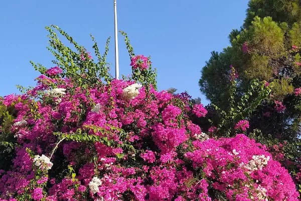 Gulluk Life Hotel - Resim 14