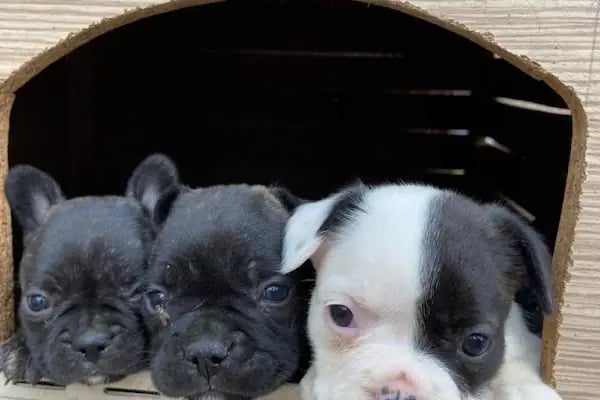 Çalı Petshop Bursa - Resim 6