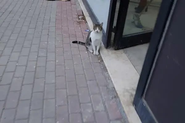 Çalı Petshop Bursa - Resim 7
