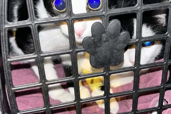 Ataşehir HUGO Veteriner Kliniği - Ataşehir 7/24 Veteriner - Acil Veteriner - Resim 17