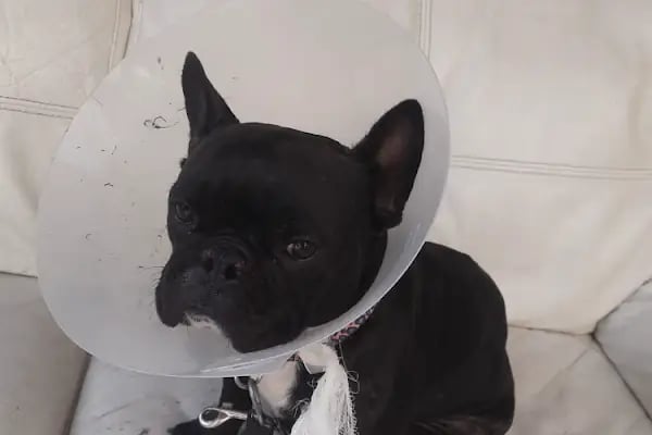 Ataşehir HUGO Veteriner Kliniği - Ataşehir 7/24 Veteriner - Acil Veteriner - Resim 9