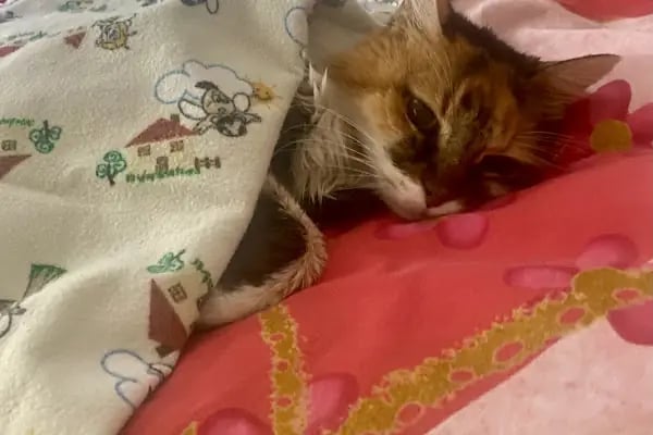 Ataşehir HUGO Veteriner Kliniği - Ataşehir 7/24 Veteriner - Acil Veteriner - Resim 5