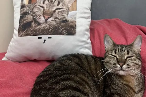 Ataşehir HUGO Veteriner Kliniği - Ataşehir 7/24 Veteriner - Acil Veteriner - Resim 8