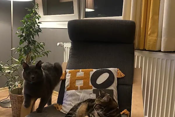 Ataşehir HUGO Veteriner Kliniği - Ataşehir 7/24 Veteriner - Acil Veteriner - Resim 11