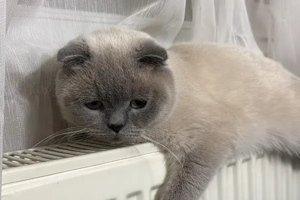Ataşehir HUGO Veteriner Kliniği - Ataşehir 7/24 Veteriner - Acil Veteriner - Resim 13