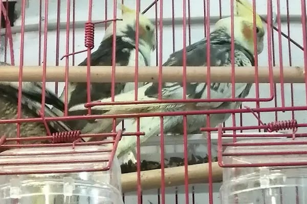 Neşeli Pet Shop - Resim 12