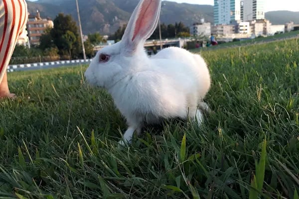 Manisa Gençlik Parkı- (Gençlik Cafe) - Resim 9