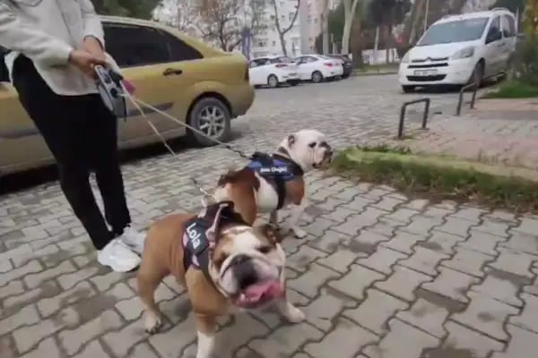 Nuhun Gemisi Veteriner Klınıği - Resim 17