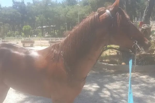 ARES At Çiftliği - Resim 7