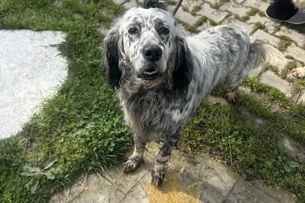 Hepad Terk Edilmişlerin Pati Bahçesi - Resim 17