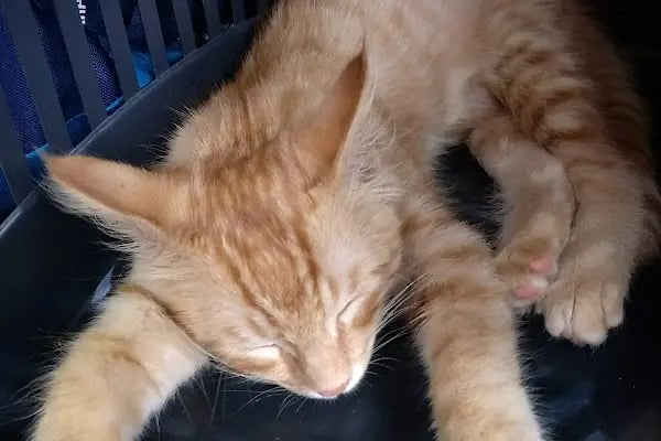 Etlik Veteriner Kliniği - Resim 5