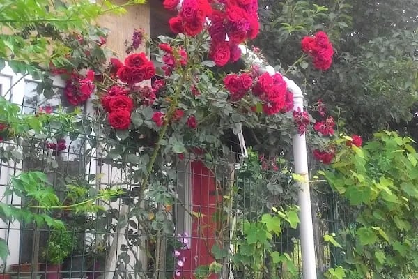 Y.Z Beton Arnavutköy - Resim 3
