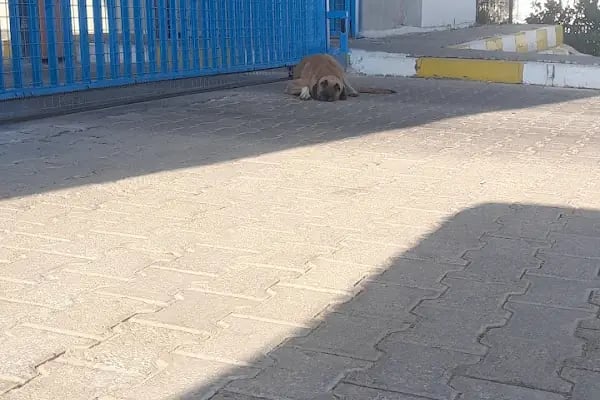 BODRUM S TİPİ KAPALI VE AÇIK CEZA İNFAZ KURUMU - Resim 6