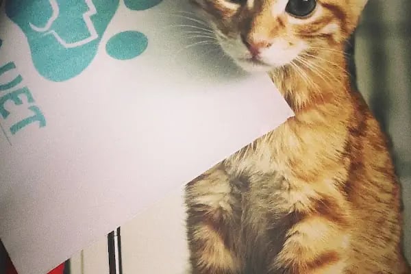 Lima Veteriner Kliniği - Resim 2