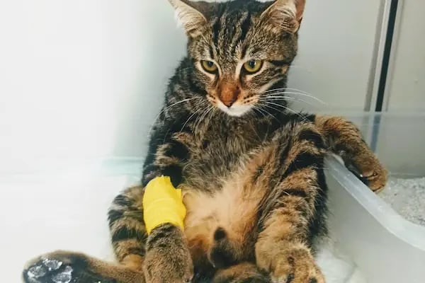 Lima Veteriner Kliniği - Resim 8