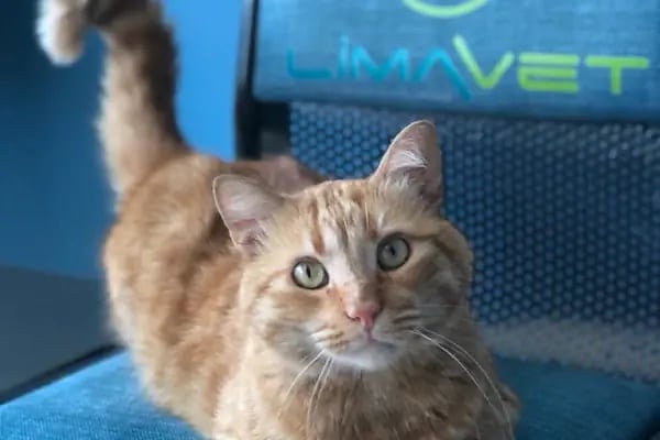 Lima Veteriner Kliniği - Resim 16