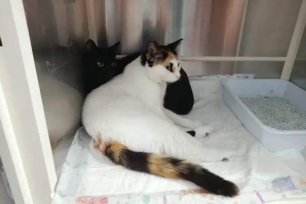 Lima Veteriner Kliniği - Resim 5
