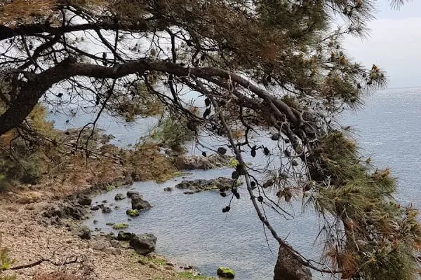 Burgazadası Aya Nikola Çay Bahçesi - Resim 12