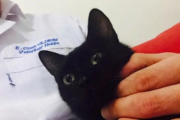 Dost Veteriner Kliniği 7/24 Bahcelievler Acil Veteriner - Resim 18