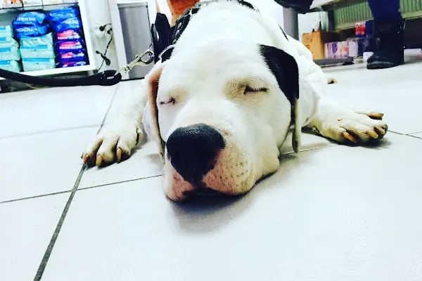 Dost Veteriner Kliniği 7/24 Bahcelievler Acil Veteriner - Resim 11