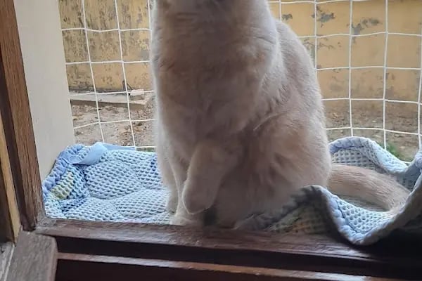 Zafervet Veteriner Kliniği - Resim 10