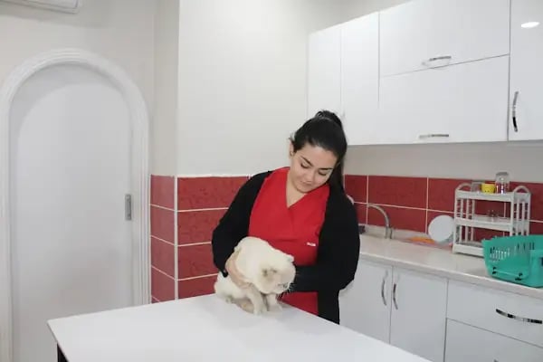 Zafervet Veteriner Kliniği - Resim 20