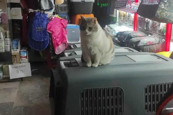 Pet Alfa Pet Shop - Resim 16