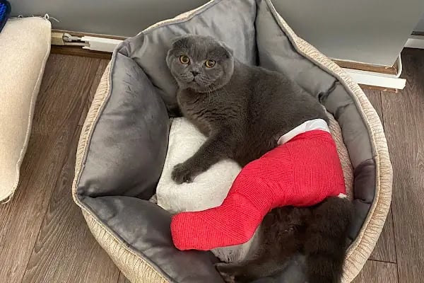 Mayada Veteriner Kliniği - Resim 4