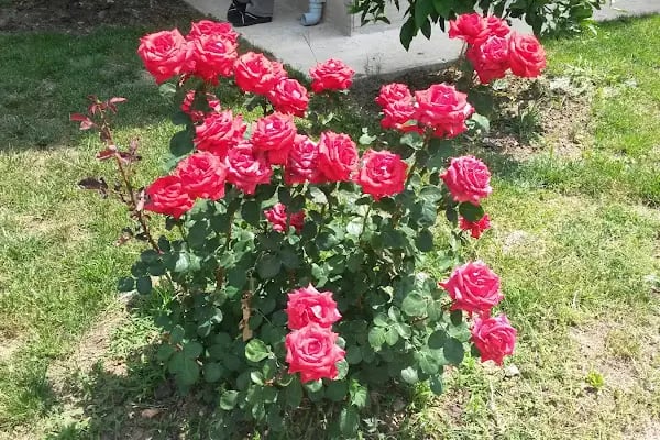 Gözde Tatil Sitesi - Resim 8