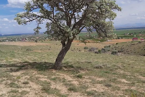 Altınelma - Resim 7