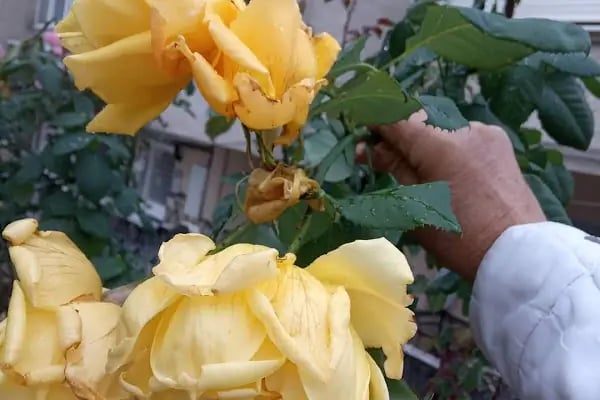 Karabağlar Belediyesi Basın Sitesi Tenis Kortu - Resim 18