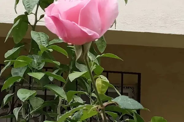 Karabağlar Belediyesi Basın Sitesi Tenis Kortu - Resim 2