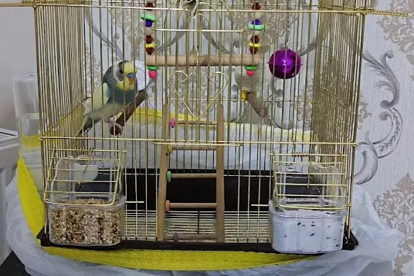 MEDA PET SHOP - Resim 10