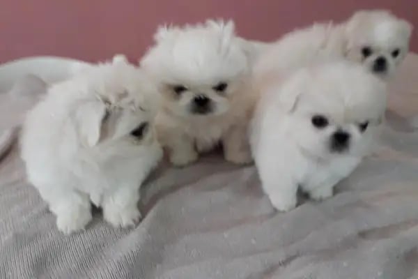 OSMANLI PETSHOP Akvaryum & Ayakkabı, valiz, çanta, deri mont,Tamir işleri - Resim 4
