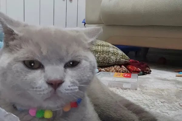 OSMANLI PETSHOP Akvaryum & Ayakkabı, valiz, çanta, deri mont,Tamir işleri - Resim 5