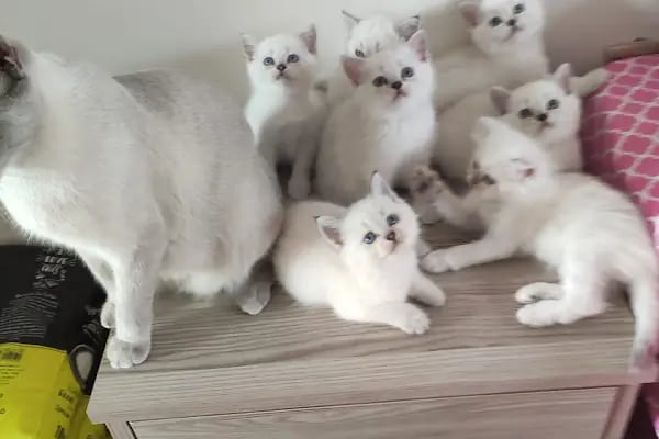 OSMANLI PETSHOP Akvaryum & Ayakkabı, valiz, çanta, deri mont,Tamir işleri - Resim 8