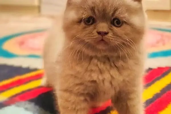 OSMANLI PETSHOP Akvaryum & Ayakkabı, valiz, çanta, deri mont,Tamir işleri - Resim 13