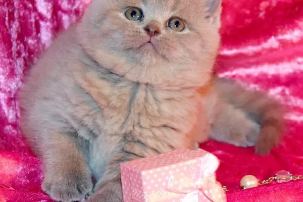 OSMANLI PETSHOP Akvaryum & Ayakkabı, valiz, çanta, deri mont,Tamir işleri - Resim 18