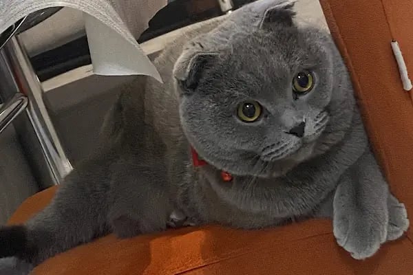 OSMANLI PETSHOP Akvaryum & Ayakkabı, valiz, çanta, deri mont,Tamir işleri - Resim 14