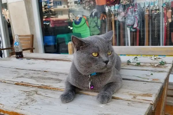 OSMANLI PETSHOP Akvaryum & Ayakkabı, valiz, çanta, deri mont,Tamir işleri - Resim 20