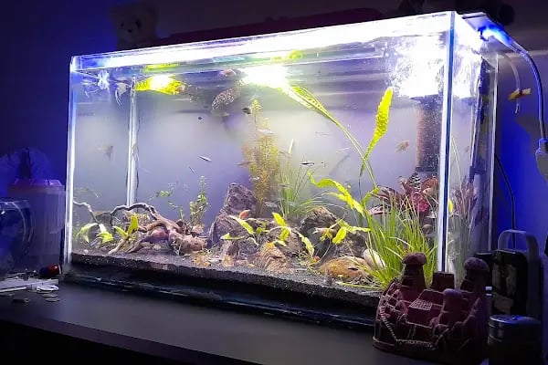 Masal petshop - Resim 4
