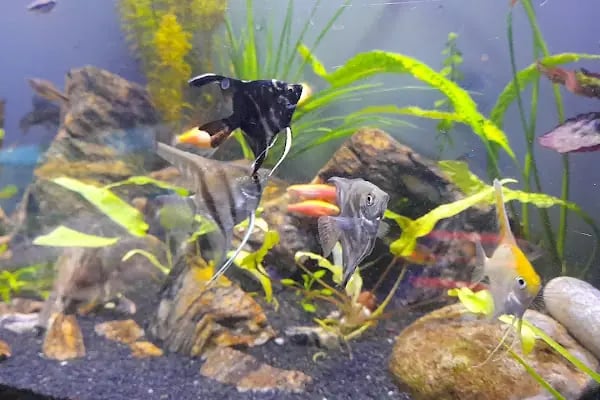 Masal petshop - Resim 10