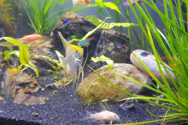 Masal petshop - Resim 7