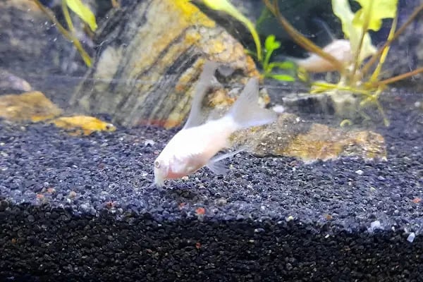 Masal petshop - Resim 9
