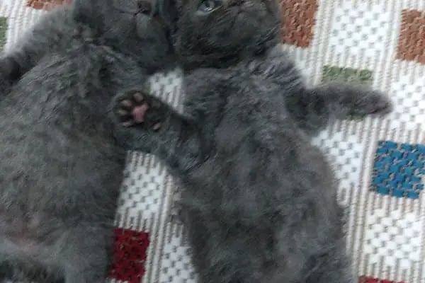 ASLI PETSHOP - Resim 5