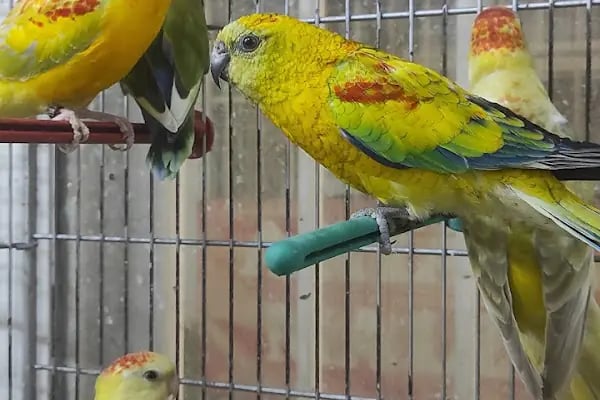 ASLI PETSHOP - Resim 3