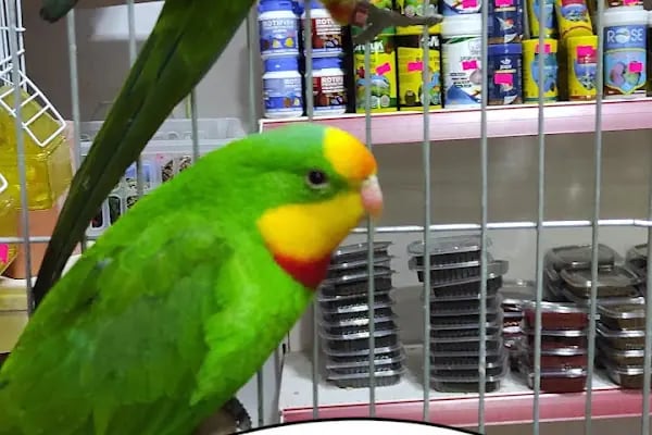 ASLI PETSHOP - Resim 9