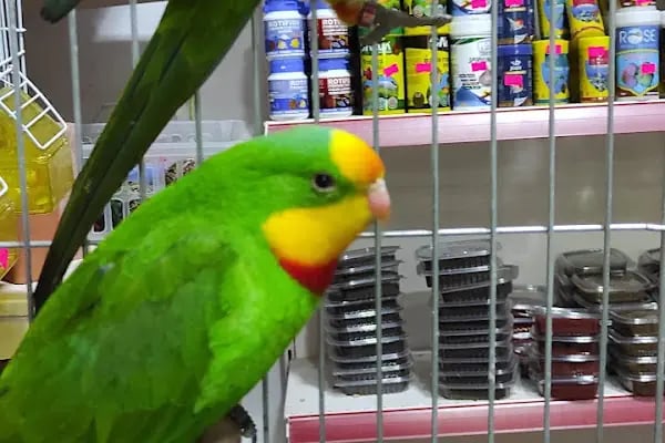 ASLI PETSHOP - Resim 6