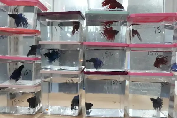 Pınar Pet Shop - Resim 16