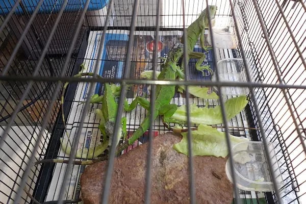 Pınar Pet Shop - Resim 9